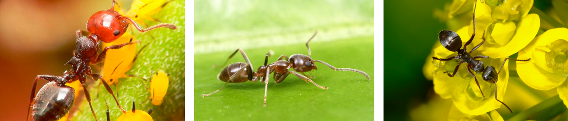 Tipos de hormigas