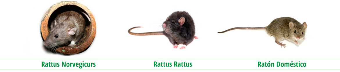 tipos de ratas