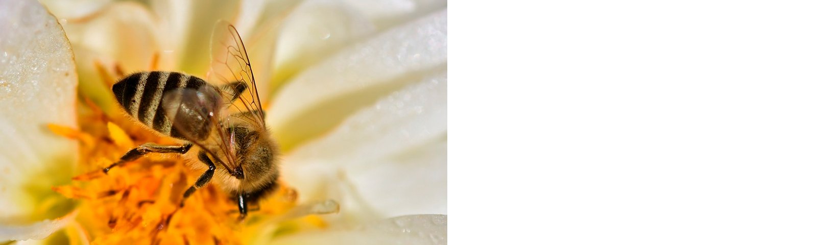 Enjambre de abejas