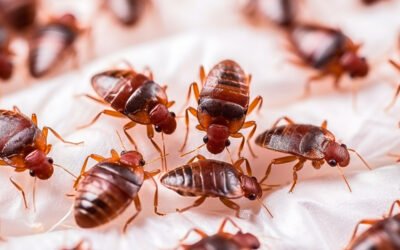 El enorme problema de los chinches en los hoteles y casas rurales