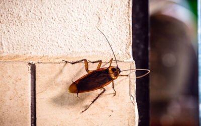 Plagas de cucarachas en hostelería