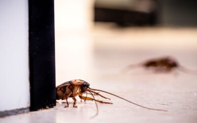¿Cuáles son las plagas urbanas más comunes en el hogar?