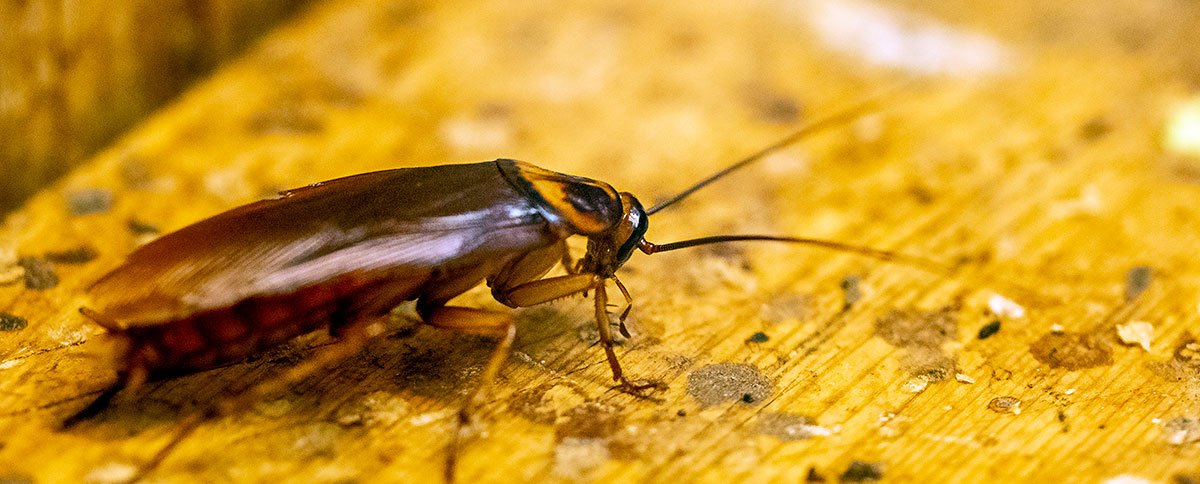 Cucaracha en un local de hostelería