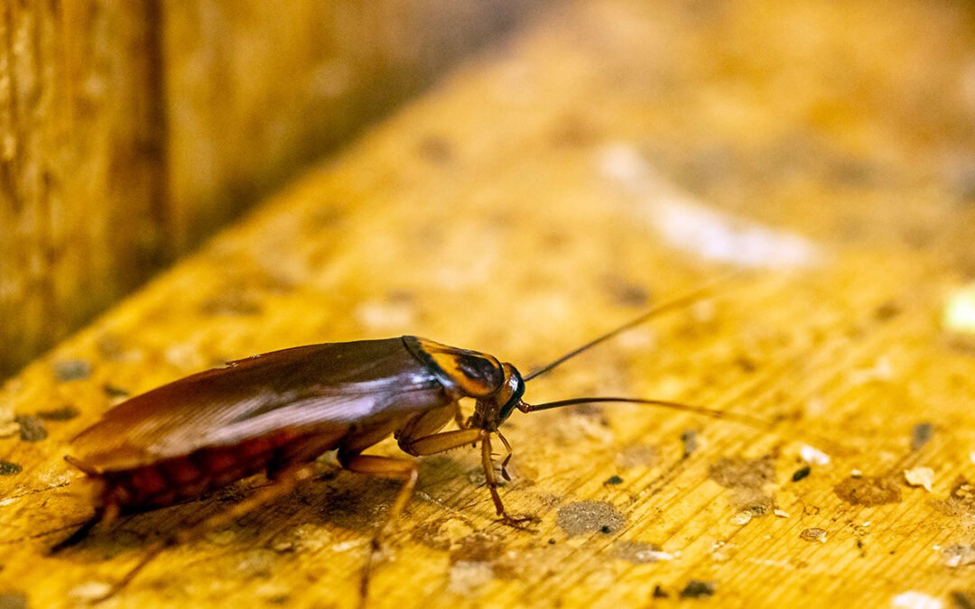 Plagas urbanas más comunes en Zaragoza