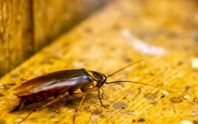 Plagas urbanas más comunes en Zaragoza