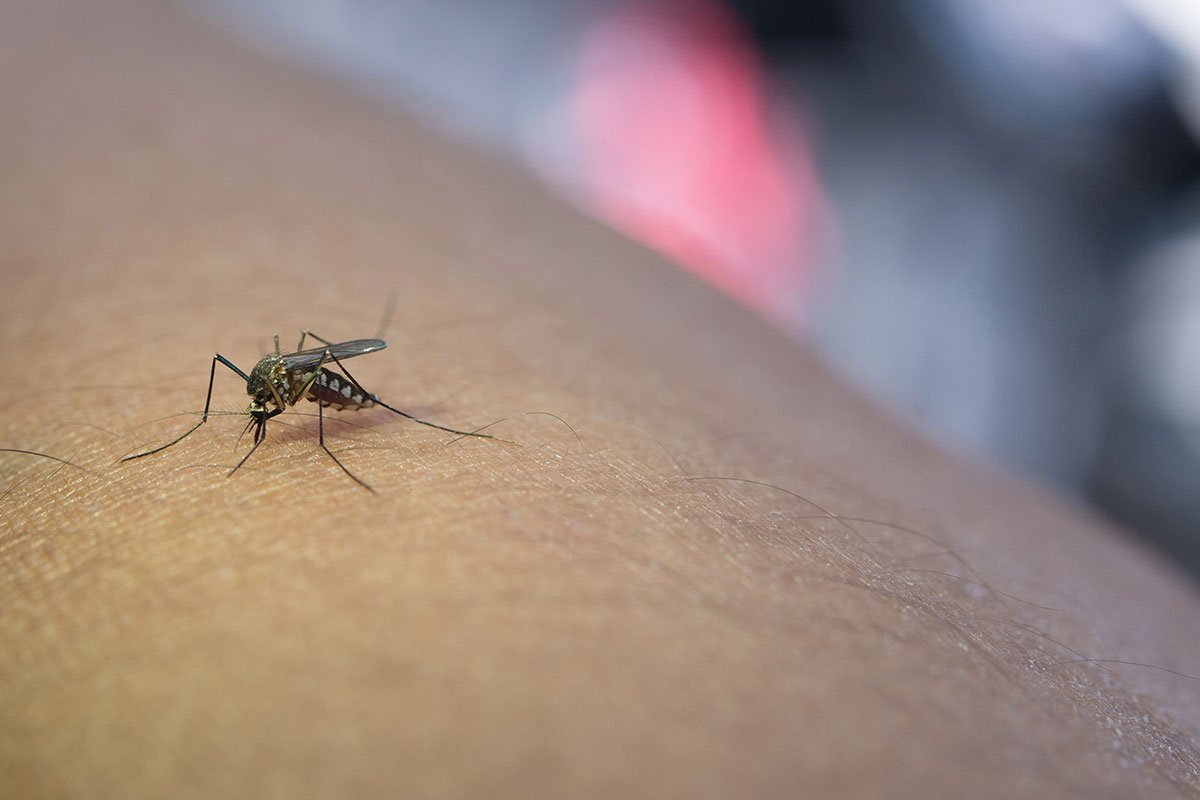 Mosquito Mosquito