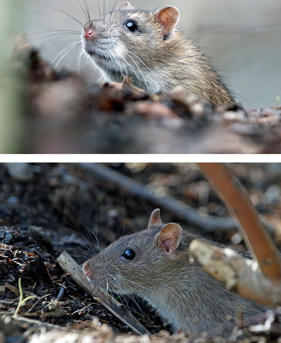rata-gris-plaga-1