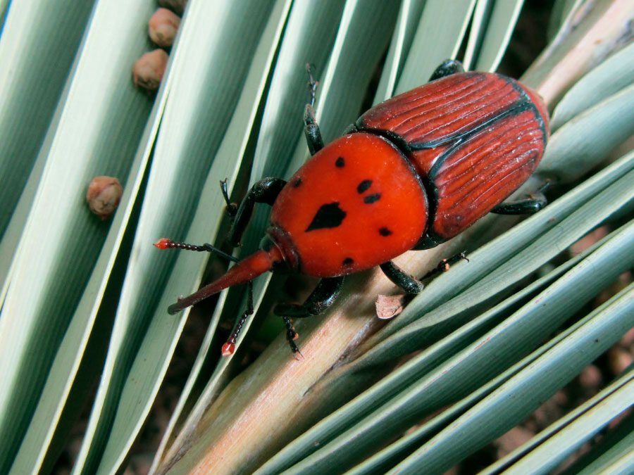 Picudo rojo