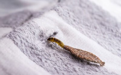 Polilla de la ropa