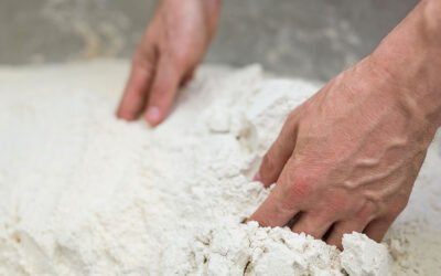 Polilla de la harina