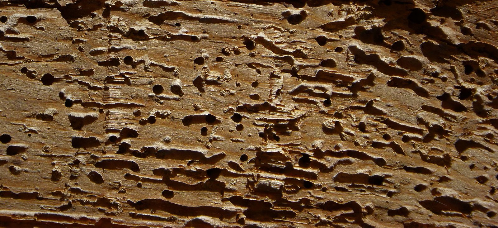 Termitas descubiertas durante una reforma Termitas descubiertas durante una reforma