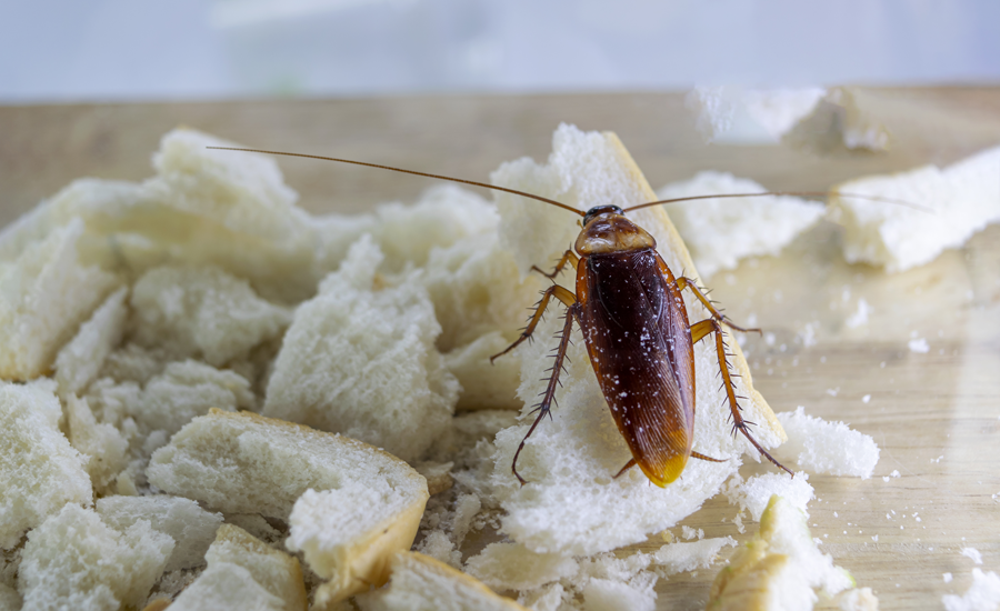 cucaracha-alemana-1