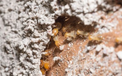 ¿Cuánto cuesta eliminar una plaga de termitas en Zaragoza?