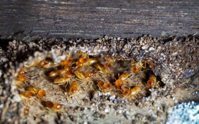 ¿Qué ocurre si no eliminas una plaga de termitas a tiempo?