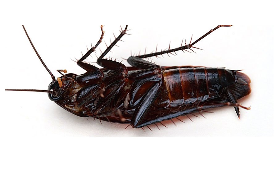 cucaracha-negra-foto