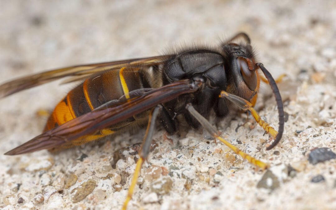 Avispa Asiática