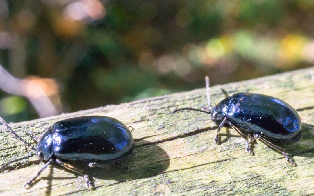 Escarabajos