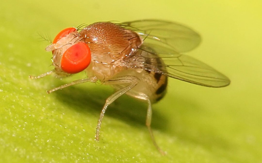 Mosca de la Fruta