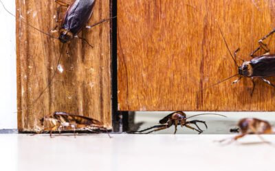 Cucarachas en comunidades de vecinos: Qué hacer y quién paga