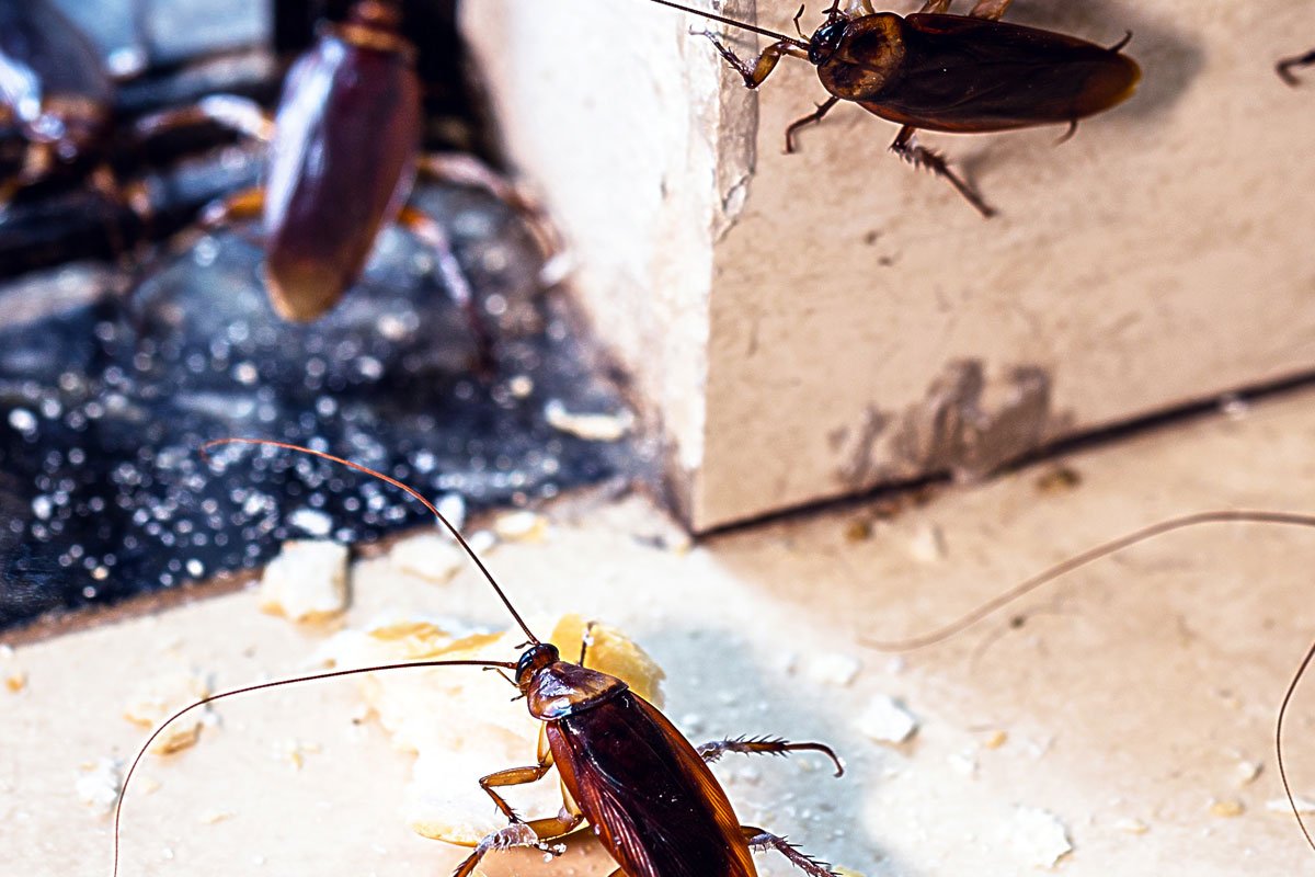 cucarachas-comunidades-2