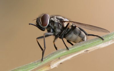 Mosca de los Establos