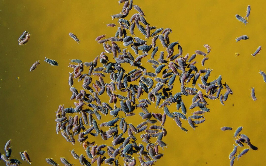 Pulguillas de la Humedad / Colémbolos