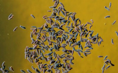 Pulguillas de la Humedad / Colémbolos