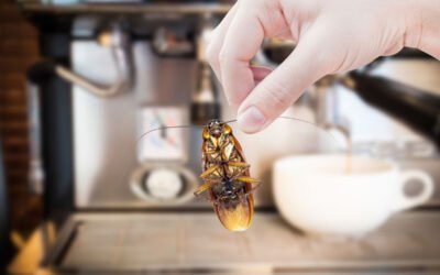 Cucarachas en bares y restaurantes: obligaciones sanitarias