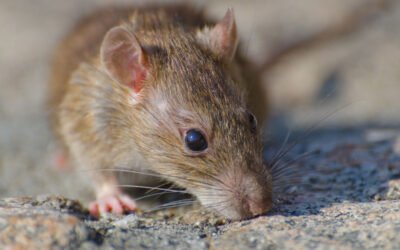 Ratas en comunidades de vecinos en Zaragoza: protocolo de actuación