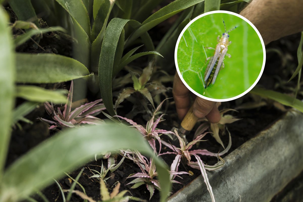 trips-plaga-plantas-1