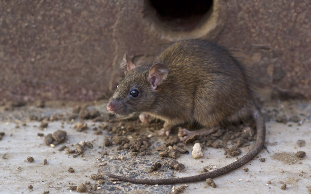 Cómo evitar que vuelvan las ratas tras un tratamiento