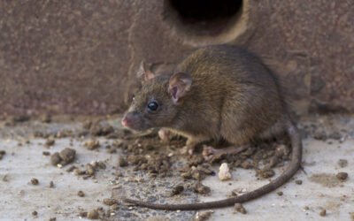 Cómo evitar que vuelvan las ratas tras un tratamiento