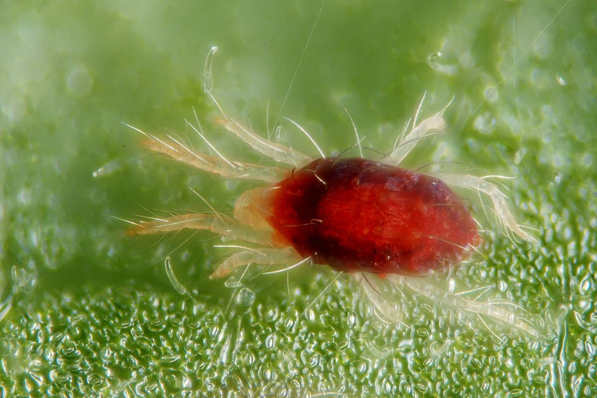 acaro-rojo-ecopest-1