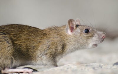 Diferencias entre rata y ratón: identificación y riesgos