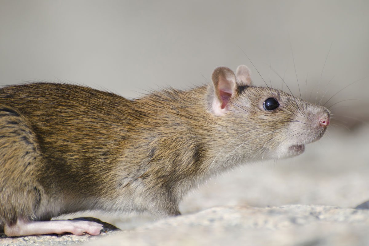 diferencias-rata-raton-identificacion-riesgos-2