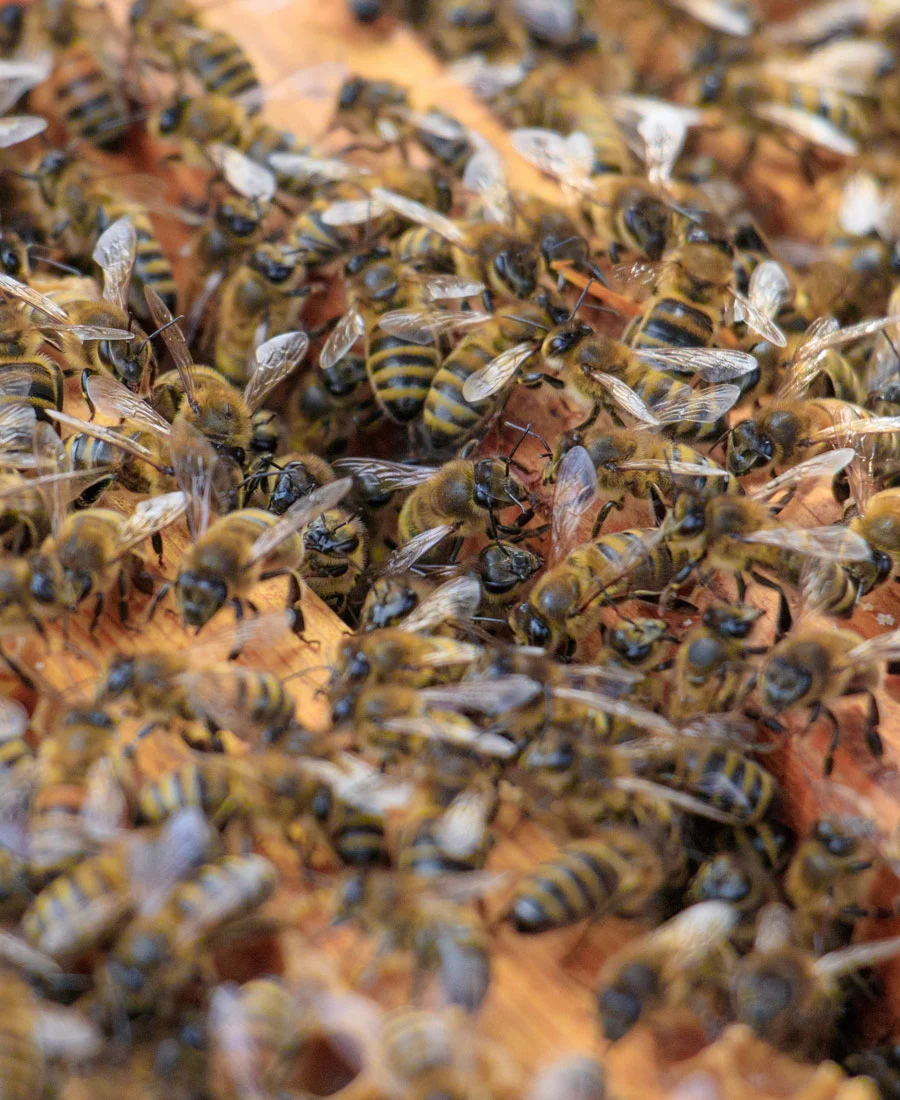 Abejas, insecto polinizador
