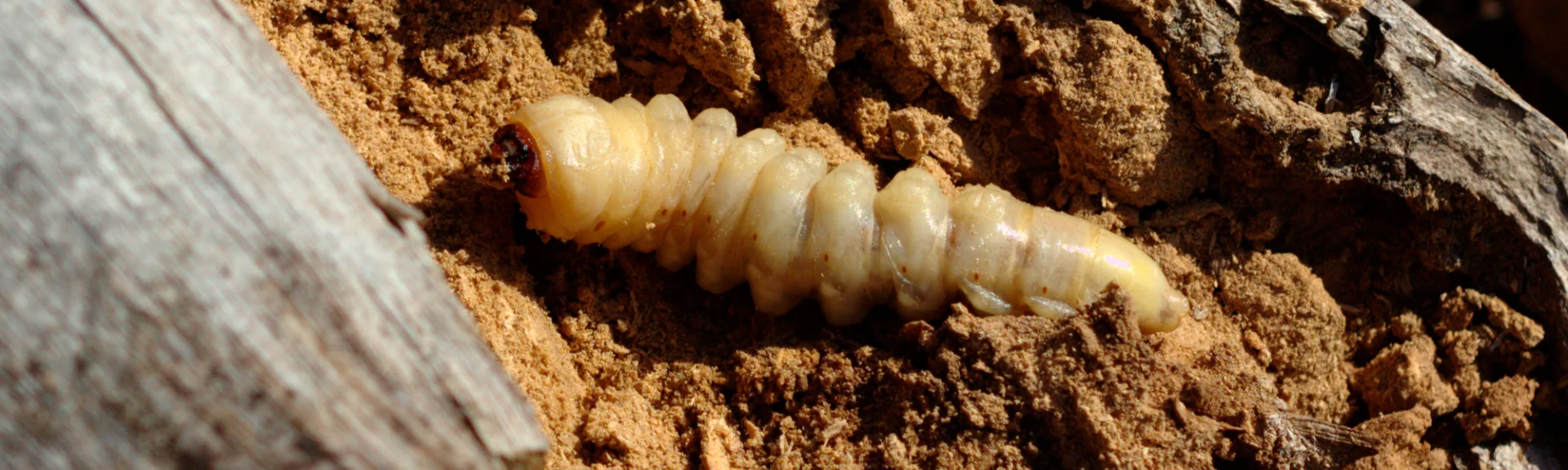Tipos de carcoma Larva de carcoma en la madera