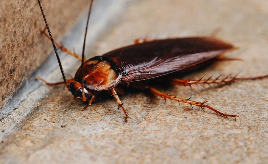 Tipos de cucarachas Cucaracha americana de cerca