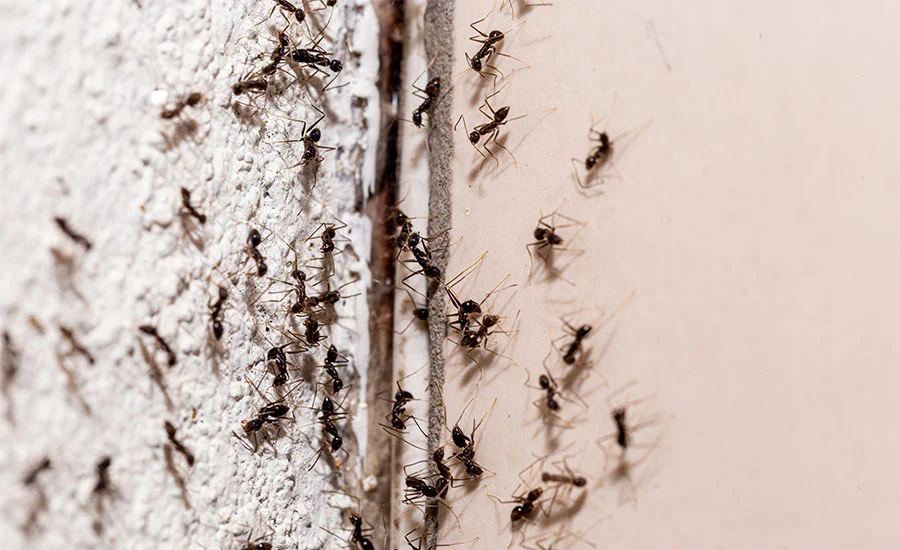 Plagas Hormigas en Zaragoza Plagas Hormigas en Zaragoza