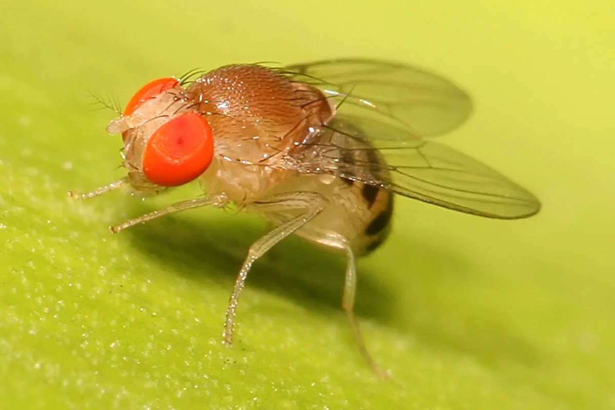 Tratamientos contra moscas Mosca de la fruta de cerca
