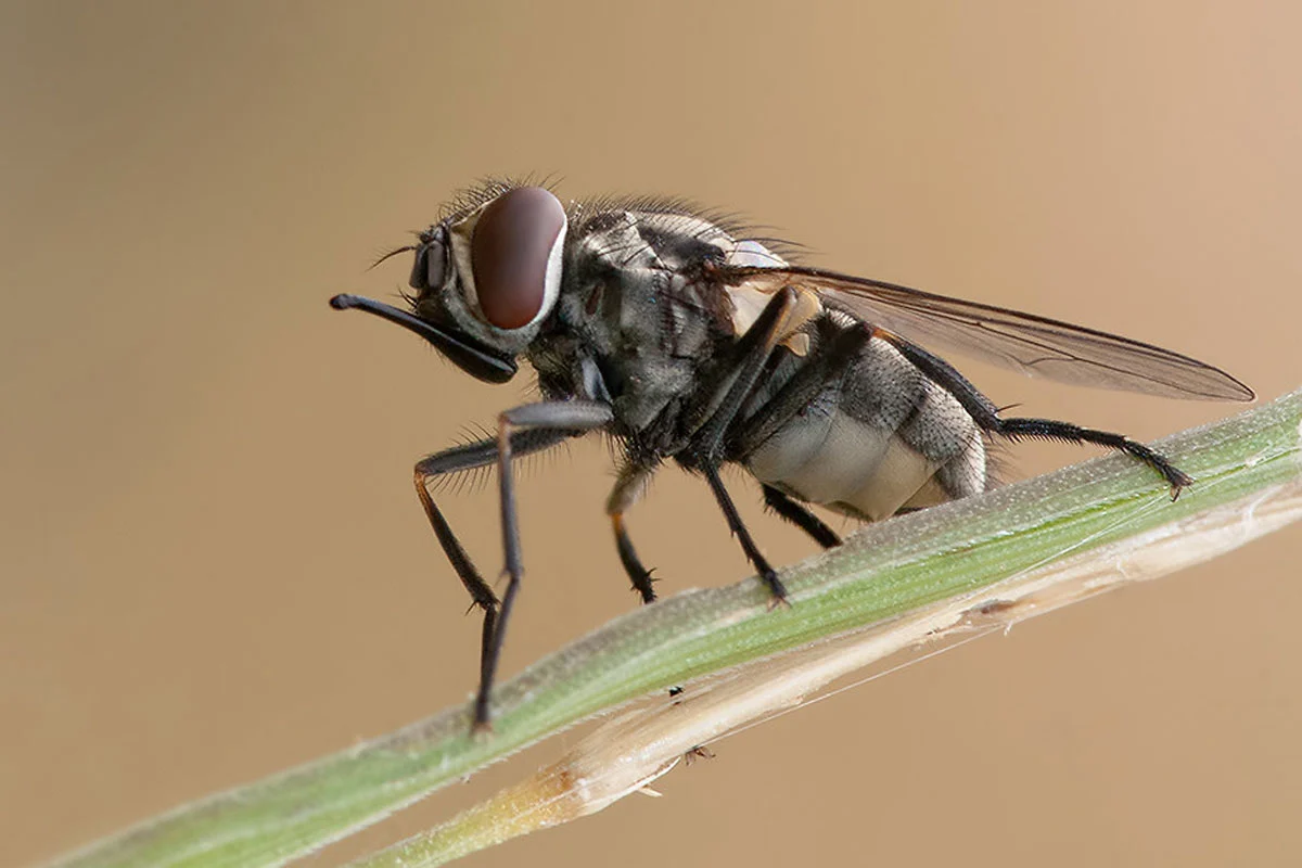 Moscas en Zaragoza Mosca doméstica posada de cerca