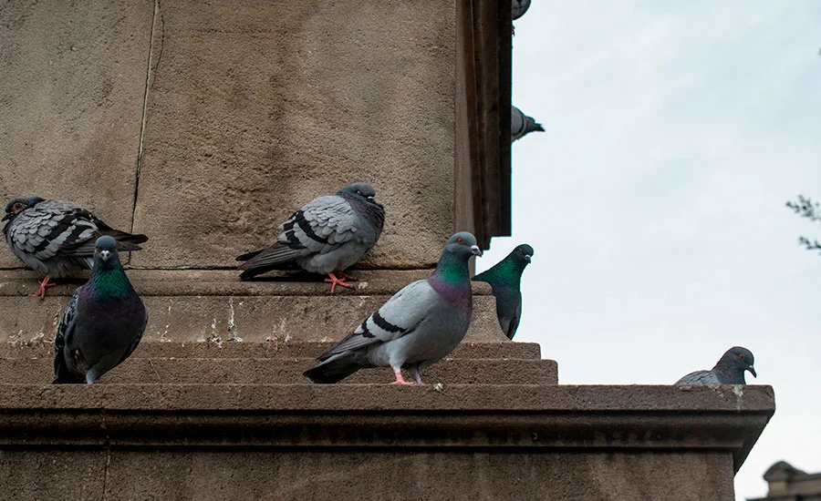 Plaga de palomas y aves en comunidades de Zaragoza