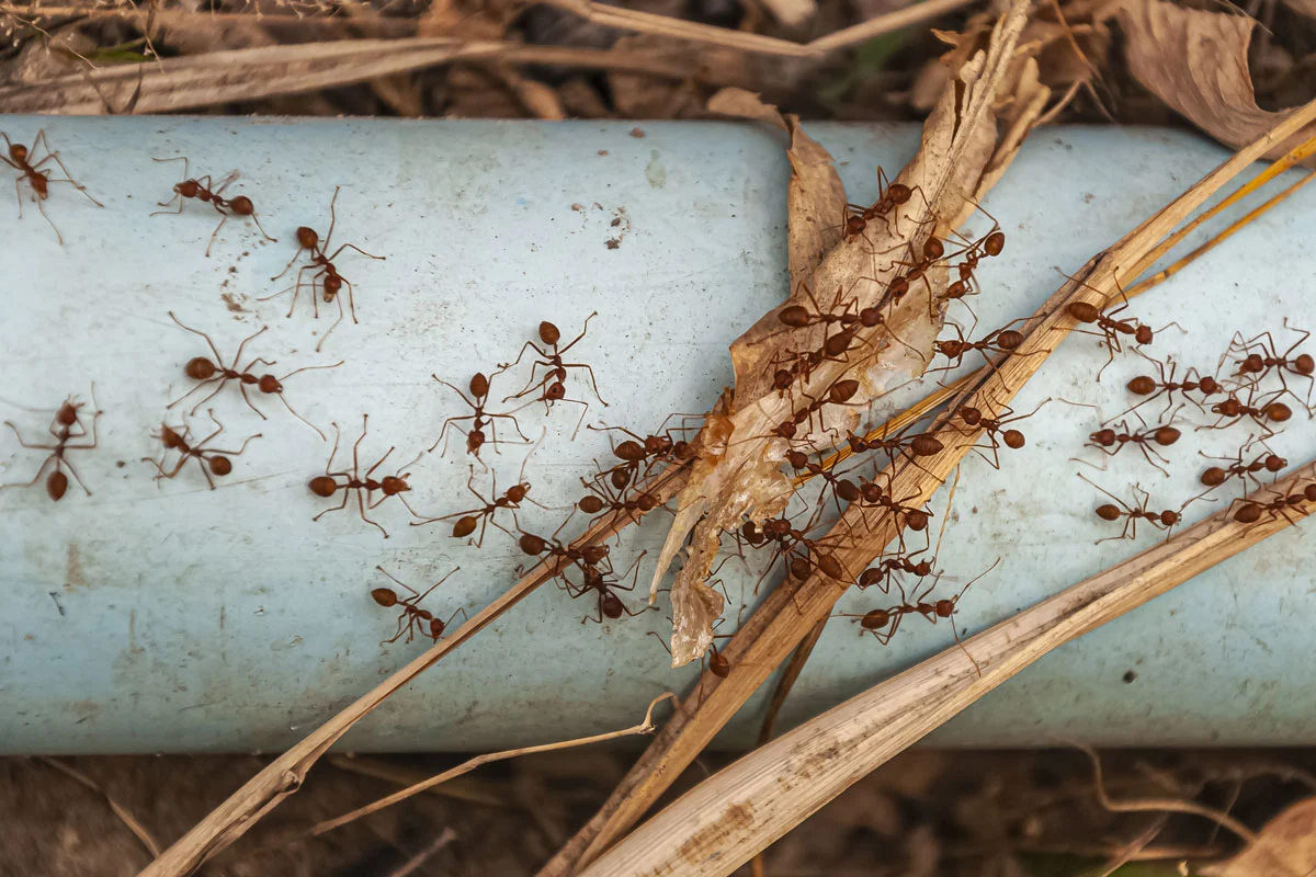 Plaga de hormigas en comunidades de Zaragoza