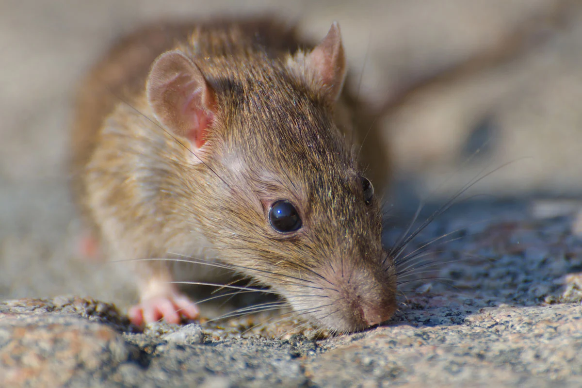 Plaga de ratas en comunidades de Zaragoza